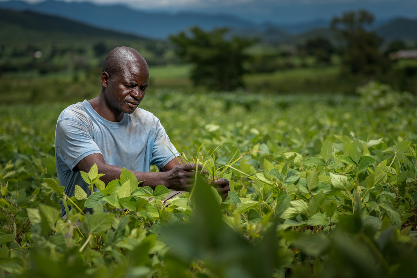 Smallholder farmer in a Kaduna State crop field.