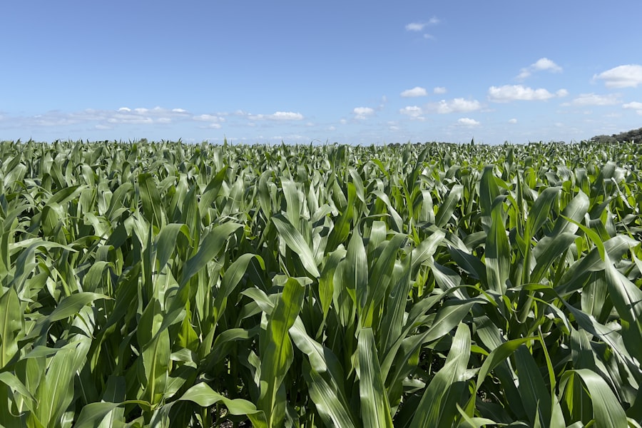 Crop Production