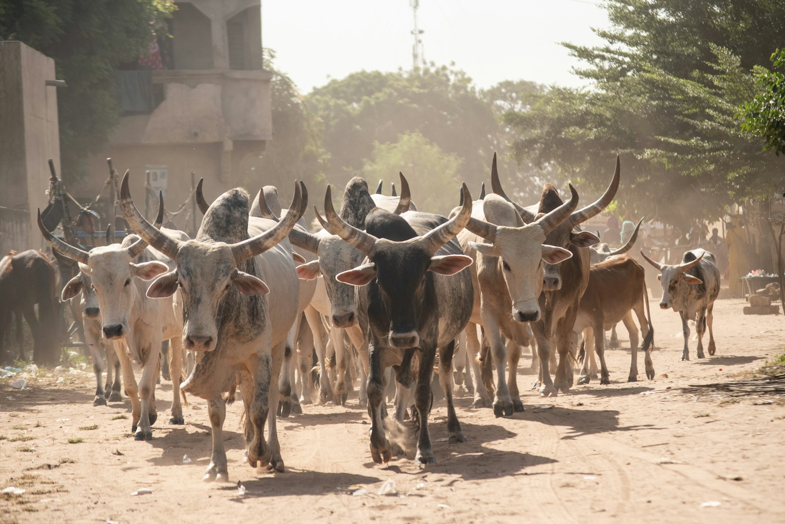 Livestock farming in Kaduna State, representing the KILPIS sector.